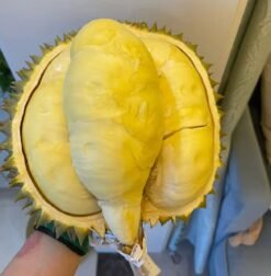Alternative view of durian